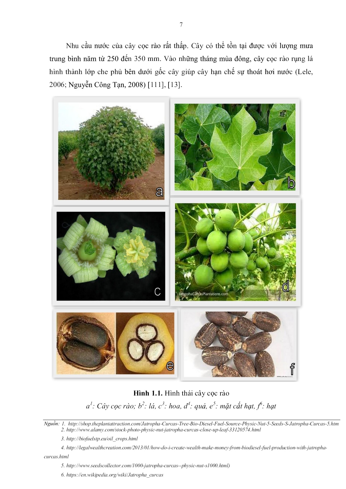 Luận án Nghiên cứu sự phát sinh phôi soma từ nuôi cấy lớp mỏng tế bào lá cây cọc rào (Jatropha curcas L.) và ứng dụng trong vi nhân giống trang 9